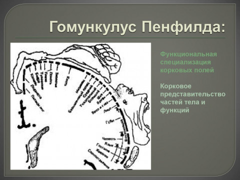 гомункулус Пенфильда